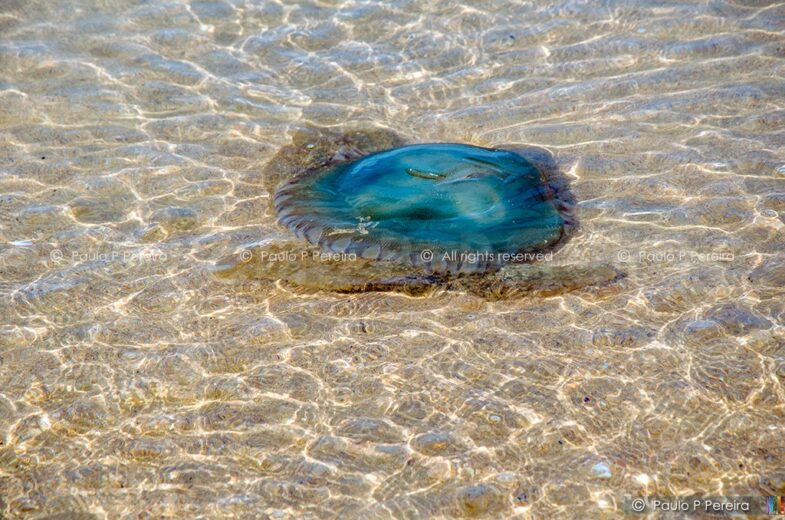 Jellyfish | Alforreca