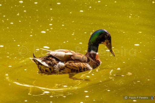 Mallard