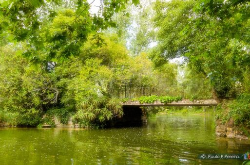 Brigde Over the Lake