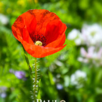 Poppy - Mother's Day