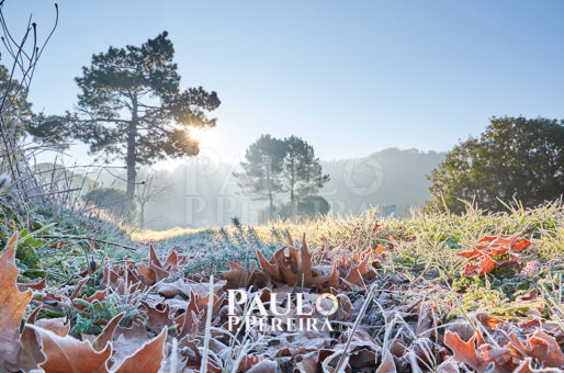 Chilly Winter Mornings