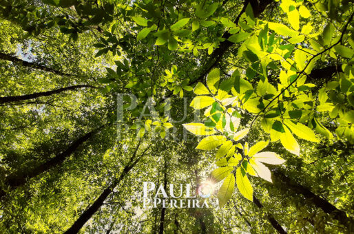 Ascension - Serra de Montejunto