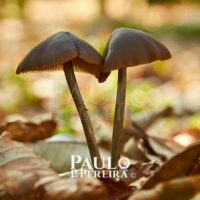 Cogumelos - Mushrooms