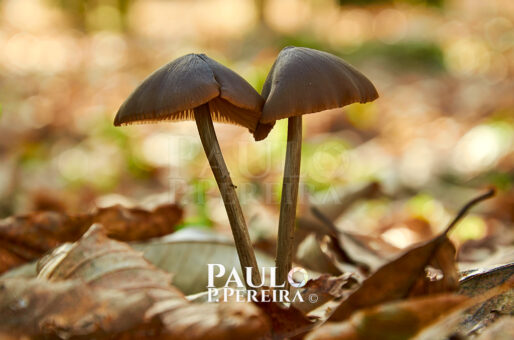 Cogumelos - Mushrooms