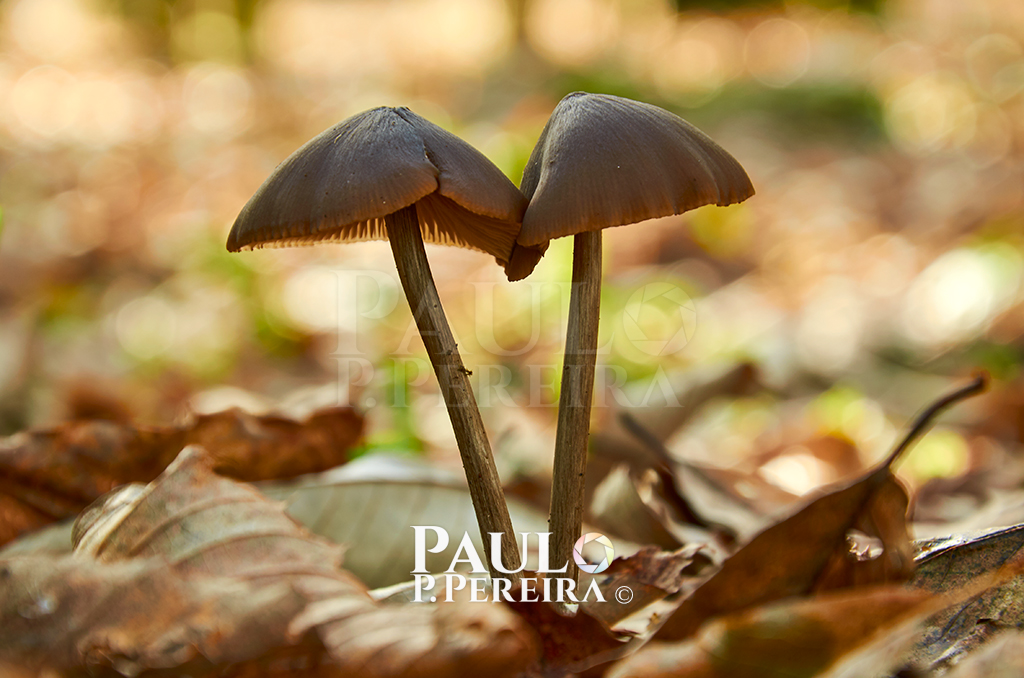 Cogumelos - Mushrooms