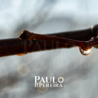 Droplets - Earth Day