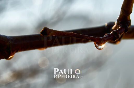 Droplets - Earth Day