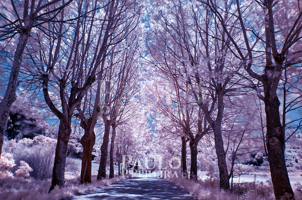 Infrared view of Fonte dos Frades