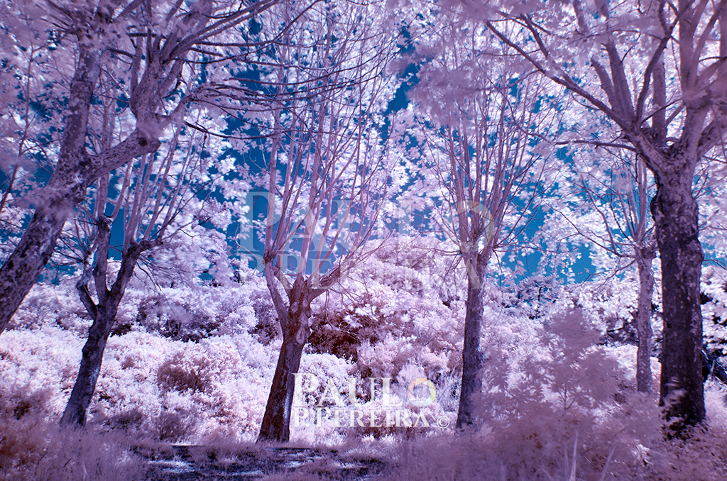 Infrared view of Fonte dos Frades