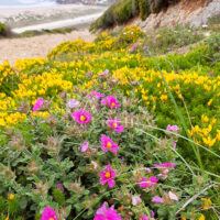Wild Flowers - Monte de Santa Rita