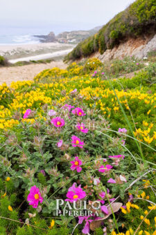 Wild Flowers - Monte de Santa Rita