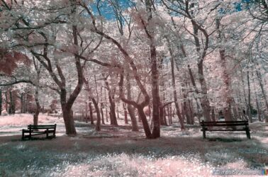 Dream Garden Dream Garden