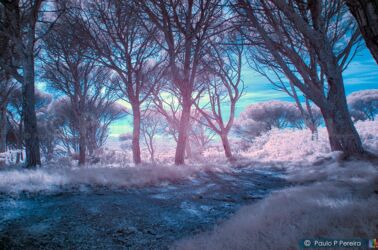 Magic Forest Magic Forest