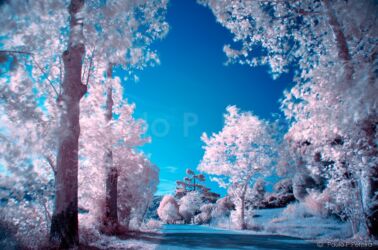 Sweet Dreams - Infrared Photography Sweet Dreams - Infrared Photography