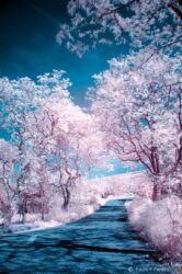 Path of Dreams Path of Dreams