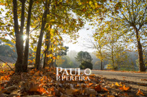Nascer do sol de outono | Fall Sunrise | Maceira, Torres Vedras, Portugal