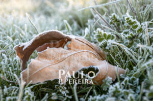 Folha Gelada | Frosty Leaf