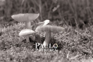 Cogumelos | Mushrooms