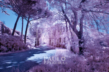 Infrared photography Infrared photography | Fotografia de Infravermelhos