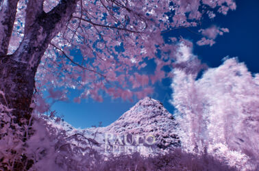 Infrared photography Infrared photography | Fotografia de Infravermelhos