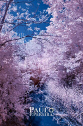 Infrared photography Infrared photography | Fotografia de Infravermelhos
