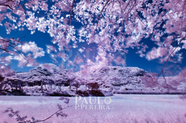 Infrared photography Infrared photography | Fotografia de Infravermelhos