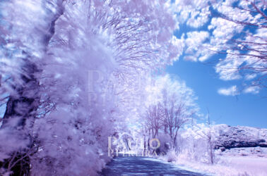 Infrared photography Infrared photography | Fotografia de Infravermelhos