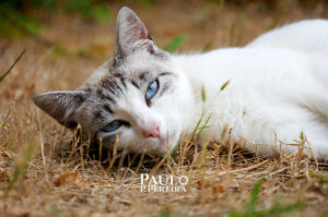 Gatinho Descontraído | Relaxed Kitten