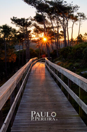 Caminhar ao Nascer do Sol | Walking at Sunrise | Passadiço das Escarpas da Maceira, Torres Vedras, Portugal