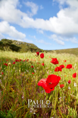 Campo de Papoilas | Poppy Field